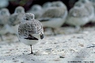 bird with face tucked under wing, on one leg