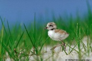 baby bird running